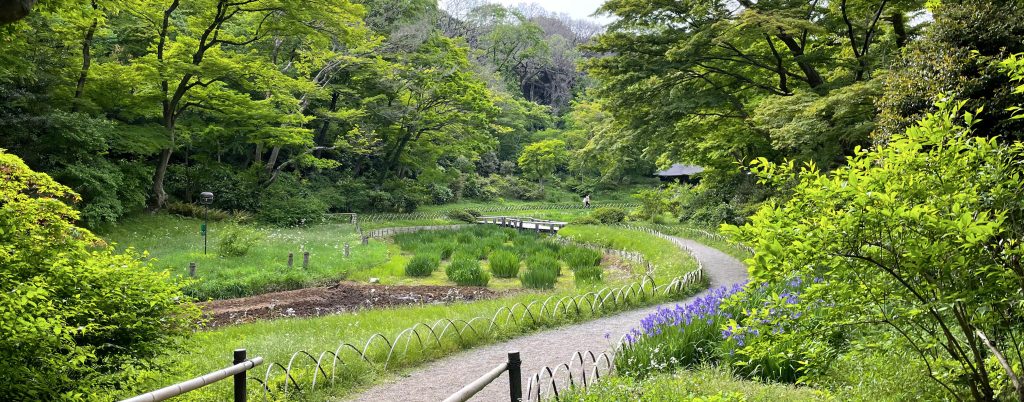 明治神宮御苑　花菖蒲