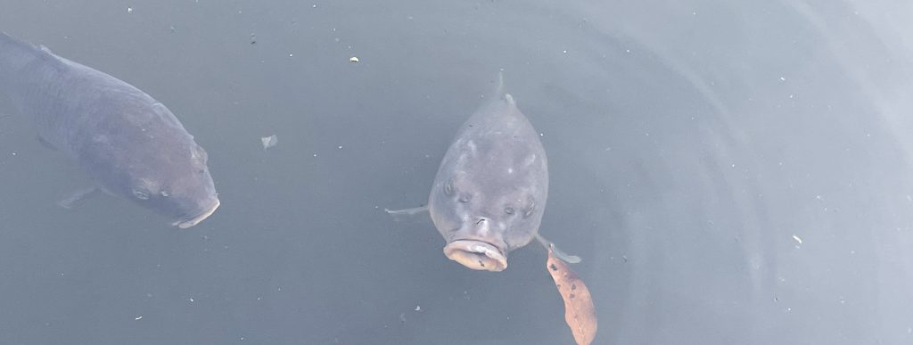 明治神宮御苑　鯉