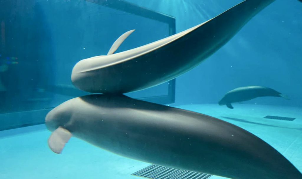 宮島水族館-スナメリ　背中